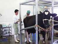 黒毛和種受精卵を乳用牛に移植しています