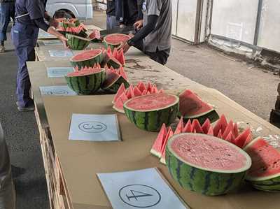 産地のスイカ品質調査