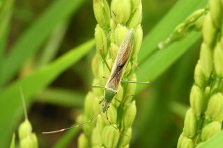イネ 斑点米カメムシ類 千葉県