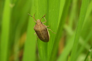 イネ 斑点米カメムシ類 千葉県