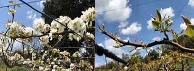 発芽不良の発生状況