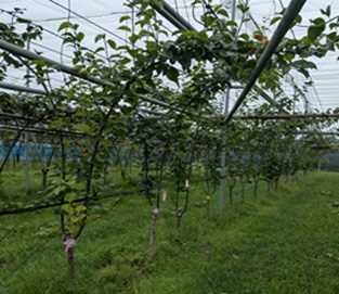 一次選抜系統調査圃場