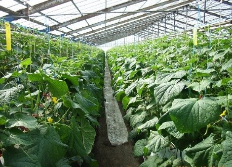 炭酸ガス施用中のトマト、キュウリ及びイチゴ栽培の様子