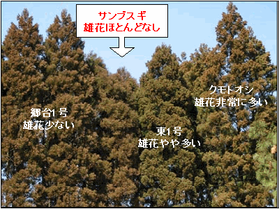 森林研究センタークローン集植所におけるサンブスギの雄花着生状況