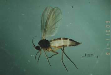 キノコ害虫を光誘引して効果的に防除する捕虫器の開発 千葉県