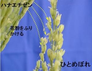 「ふさおとめ」育成時の人工交配