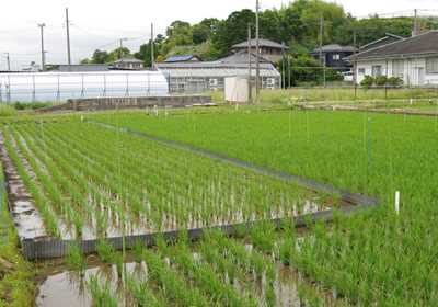 調査圃場