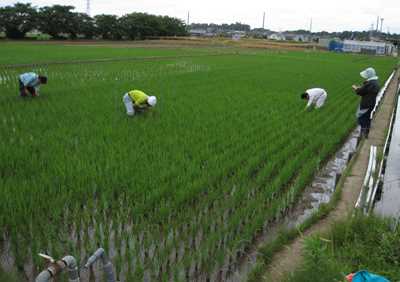 生育状況を調査