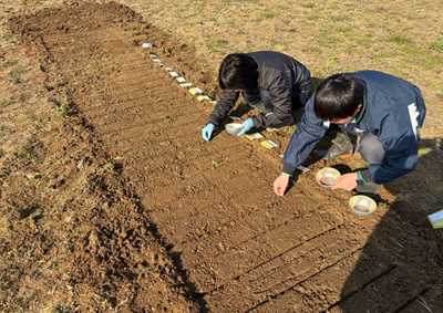 出芽率調査のための冬季の播種