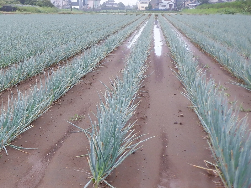 水がたまっているネギ圃場