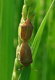 inekame