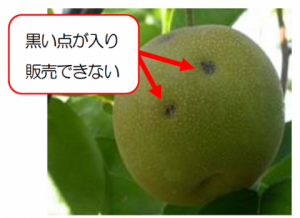 ナシ病害防除支援情報 びょうがいぼうじょしえんじょうほう システム 梨病害防除ナビゲーション 千葉県 ナシ病害防除支援情報 びょうがいぼうじょしえんじょうほう システム 梨病害防除ナビゲーション 千葉県