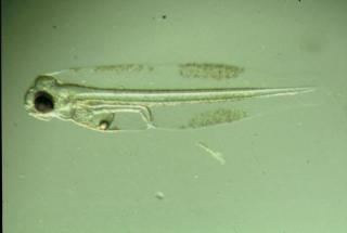 ヒラメ種苗生産（ふ化後3日目の仔魚）