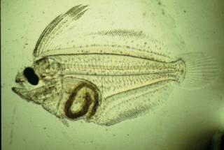 ヒラメ種苗生産（ふ化後25日目）
