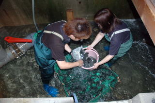 ヒラメ種苗生産・富津（飼育水槽からの取上げ5）