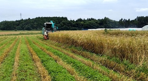 収穫作業の様子