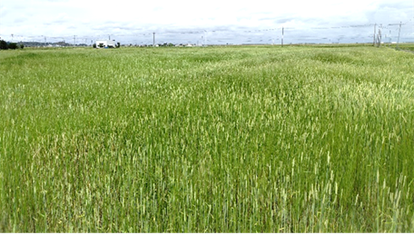 収穫時期の様子