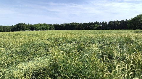 倒伏が生じたほ場