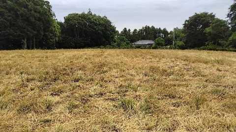 収穫ロスの状況