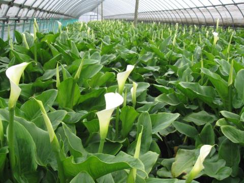 湿地性カラーの切り花栽培 千葉県