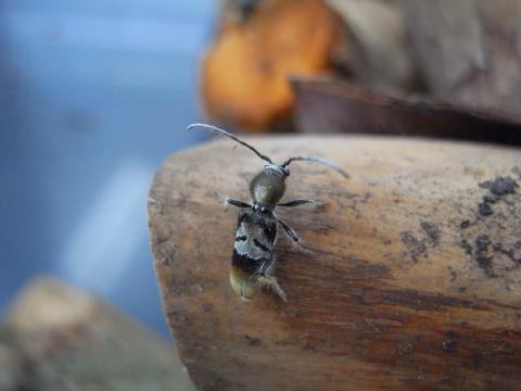 写真1_ケブカトラカミキリ成虫