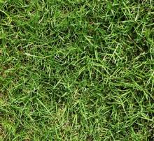 写真1-1暖地型芝草の踏圧傷害に対する耐性の違い（8月中旬撮影）ハイブリッドバミューダグラス