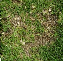 写真1-2暖地型芝草の踏圧傷害に対する耐性の違い（8月中旬撮影）コウライシバ