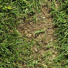 写真1-3暖地型芝草の踏圧傷害に対する耐性の違い（8月中旬撮影）ノシバ