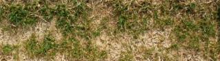 写真2-1寒地型芝草の踏圧傷害に対する耐性の違い（1月下旬撮影）踏圧耐性：強い