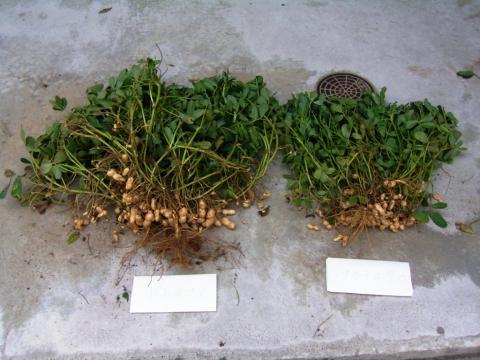 落花生のは種と初期管理 かん水まで 千葉県 落花生のは種と初期管理 かん水まで 千葉県