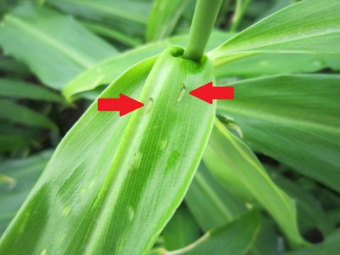 ちばエコ農産物 栽培基準を達成する根しょうが マルチ栽培 千葉県
