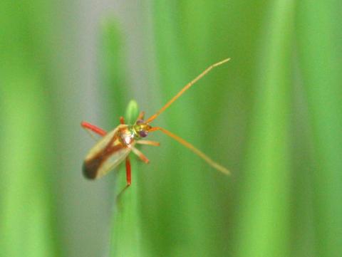 アカスジカスミカメによる斑点米被害 生態を知って賢く防除 千葉県