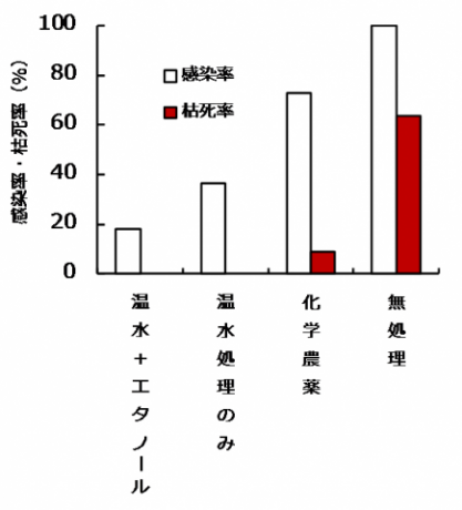 白紋羽病感染率及び枯死率