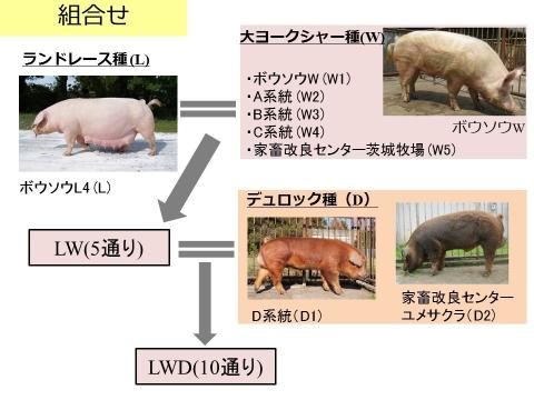 W種とD種の組合せ