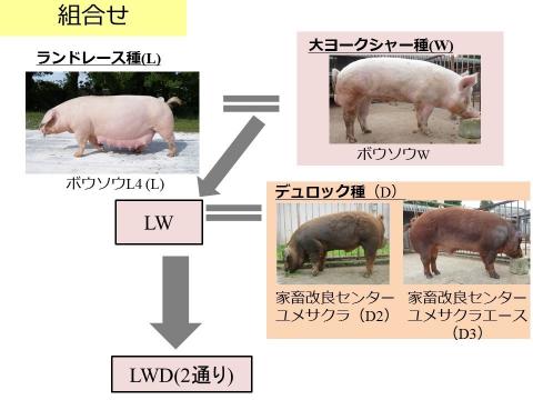 系統豚 ボウソウl4 と相性の良いw種とd種 千葉県