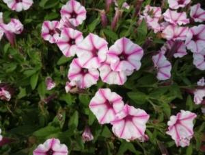 初夏の花壇に向くペチュニア品種の選定 千葉県