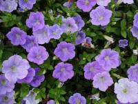 初夏の花壇に向くペチュニア品種の選定 千葉県