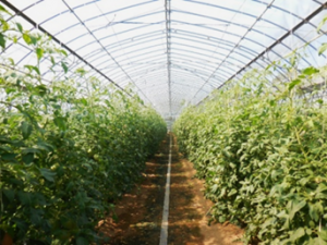 抑制トマト栽培の様子