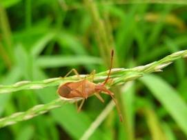 斑点米カメムシ類の防除 千葉県
