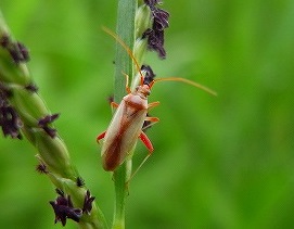 斑点米カメムシ類の防除 千葉県