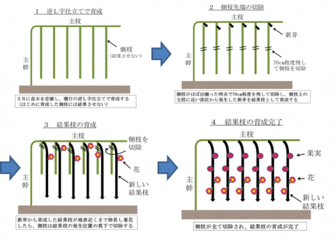 図1パッションフルーツの樹形