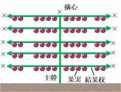 真横垣根整枝（右）