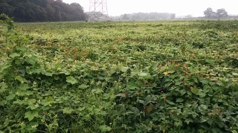大豆の雑草防除 新しい除草剤を上手に使って難防除雑草対策を 千葉県 大豆の雑草防除 新しい除草剤を上手に使って難防除雑草対策を 千葉県