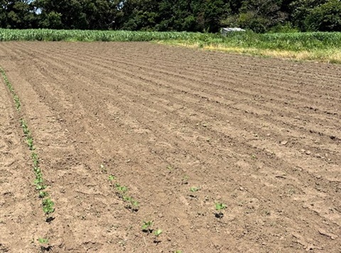 同ほ場におけるサブソイラ施工前後の出芽の様子（令和5年）