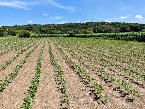 同ほ場におけるサブソイラ施工前後の出芽の様子（令和6年）