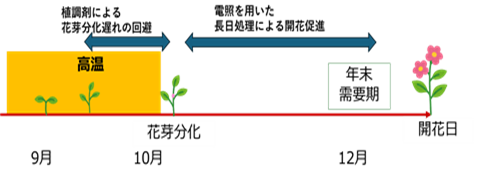 生育ステージに応じて行う開花調節技術