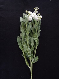 植物成長調節剤による切り花品質の様子（日付は平均開花日を示す）