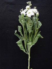 植物成長調節剤による切り花品質の様子（日付は平均開花日を示す）