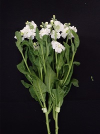 電照による切り花品質の様子（日付は平均開花日を示す）