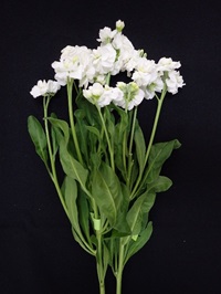 電照による切り花品質の様子（日付は平均開花日を示す）